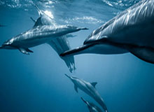 特里皮尔违反英足总博彩条例 遭10周禁赛全球有效